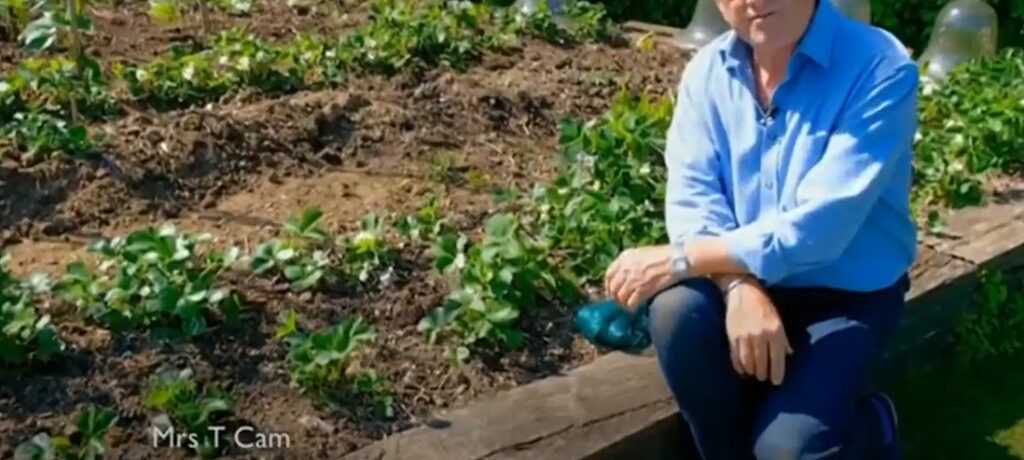 Alan Titchmarsh birds eating strawberries Alan Titchmarsh birds eating strawberries