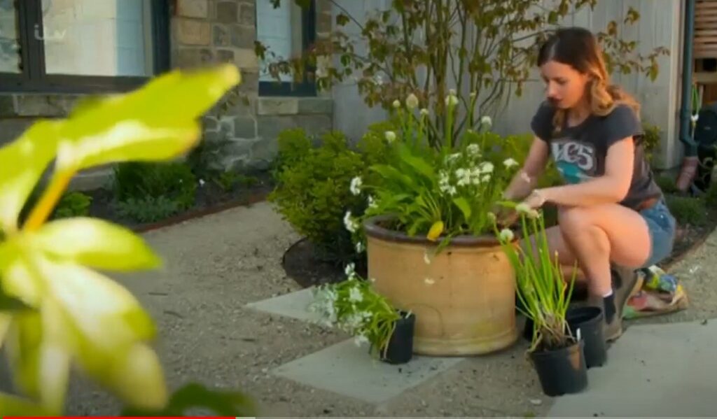 Katie Rushworths shady planter Katie Rushworths shady planter