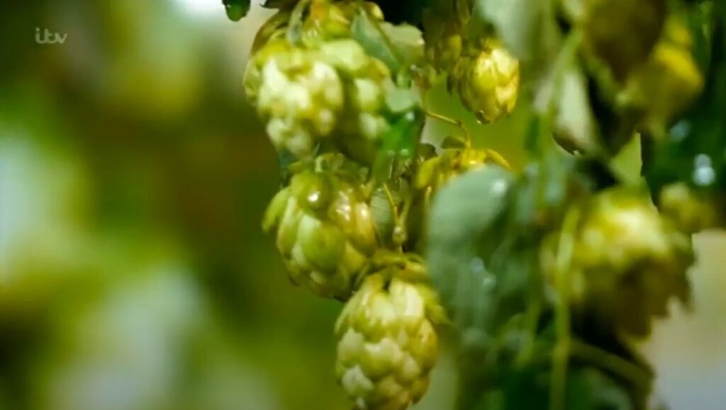 Hops Hops