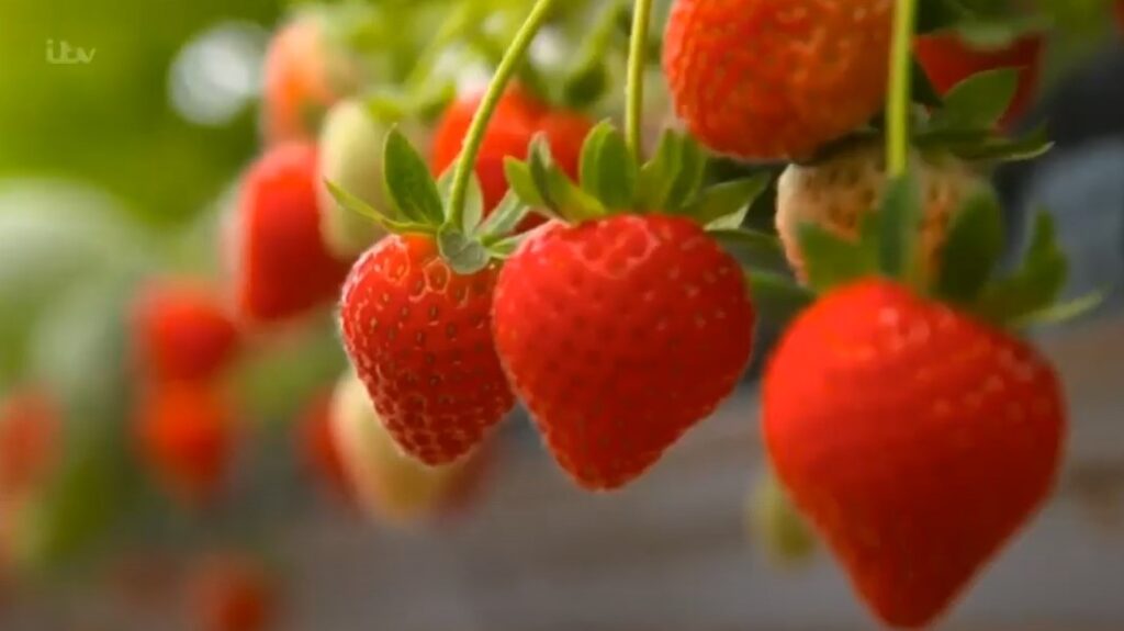 Strawberries Strawberries