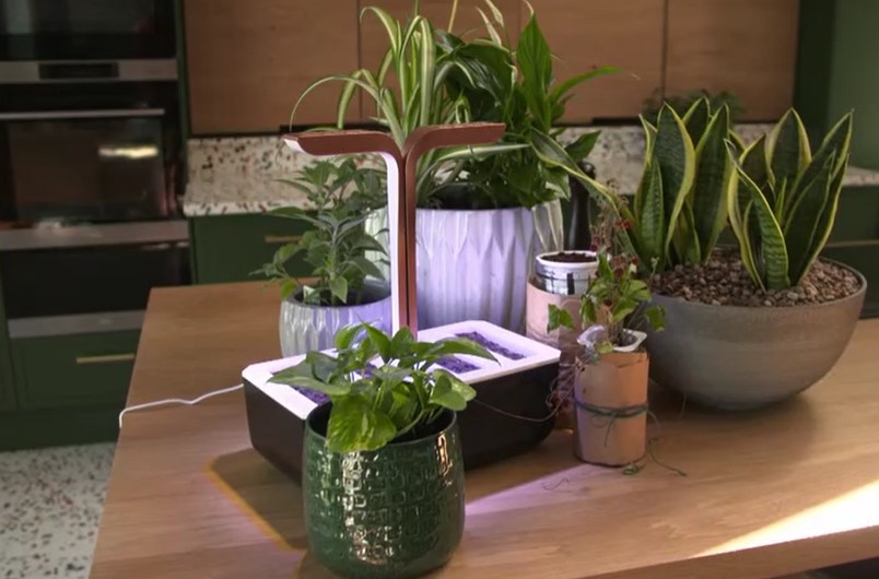plants