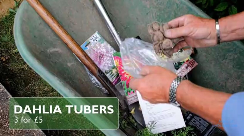 Dahlia tubers