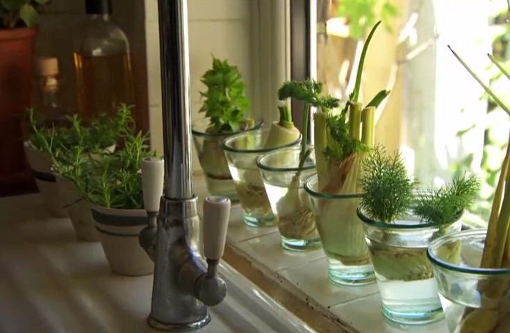 re-rooting vegetables