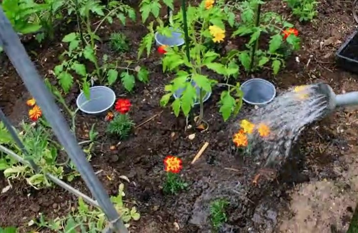 French Marigolds