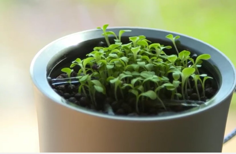 Hydroponics