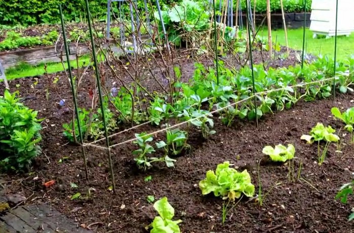Alan Titchmarsh veg patch Alan Titchmarsh veg patch