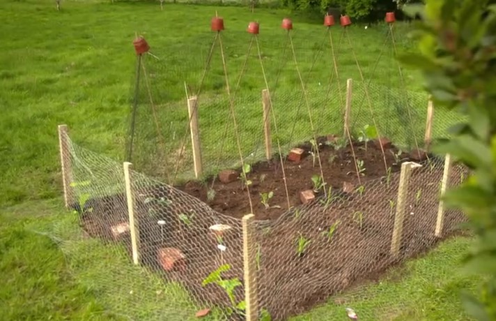 veg patch