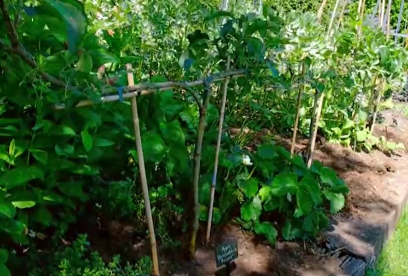 mini orchard