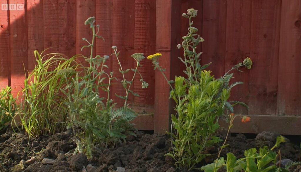 Yarrow Yarrow