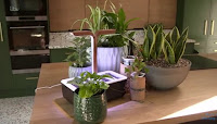 Katie Rushworth Garden