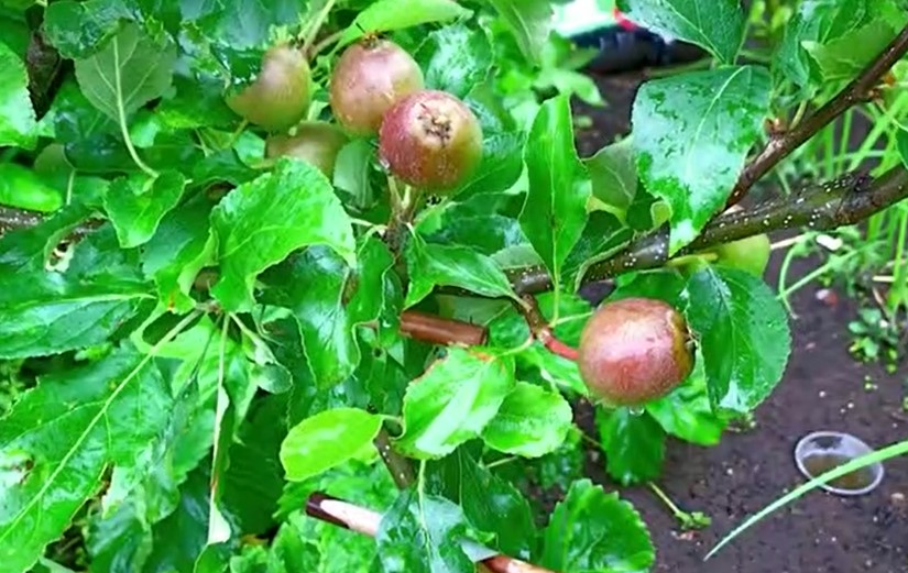 Stepover Apple Trees