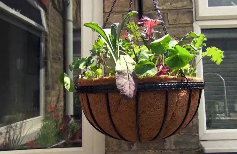 hanging basket