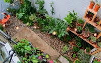 Frances Tophill garden