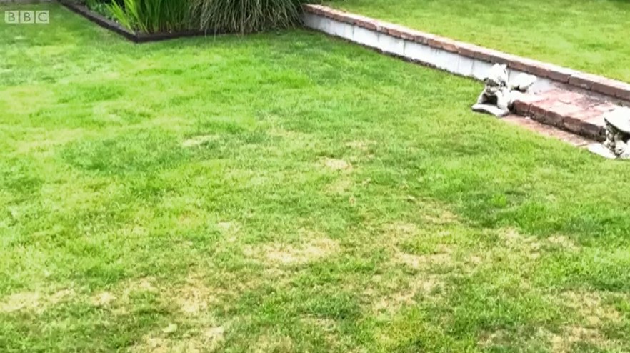 lawn problem lawn problem