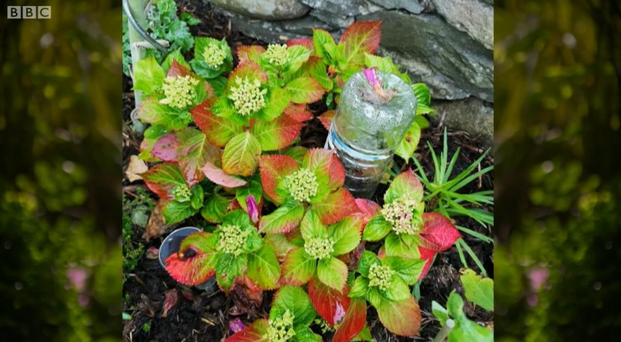 Hydrangea Hydrangea