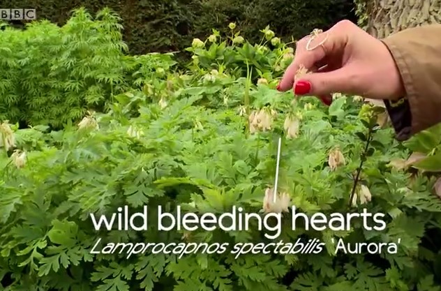Wild Bleeding Hearts Wild Bleeding Hearts