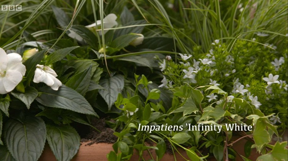 Impatiens Impatiens