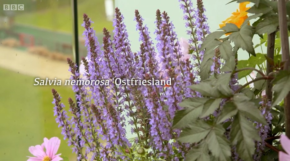 Salvia Salvia
