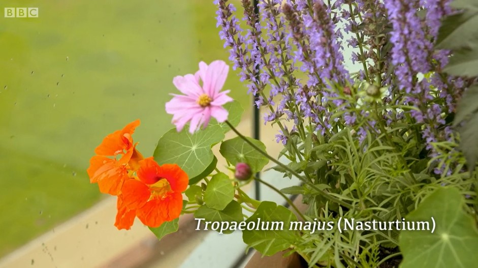Nasturtium Nasturtium