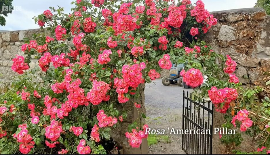 Rosa 'American Pillar' Rosa 'American Pillar'