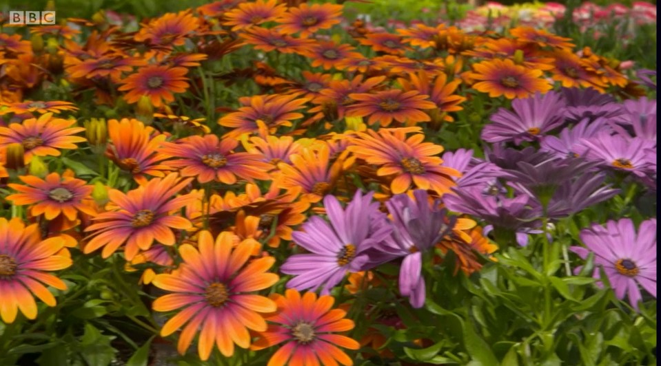 summer colour summer colour