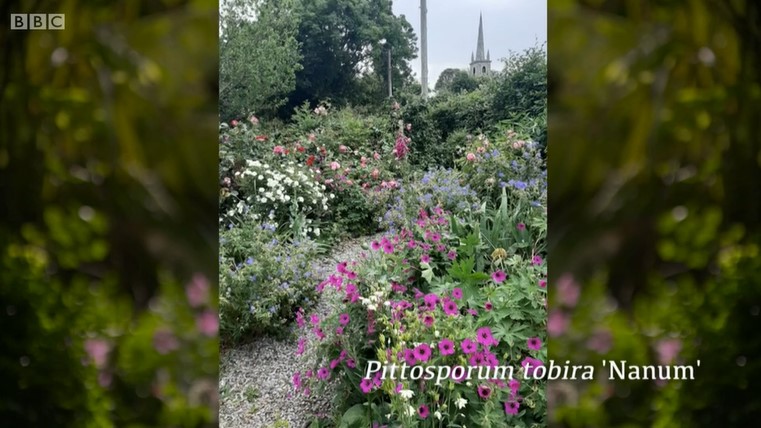 Pittosporum Pittosporum