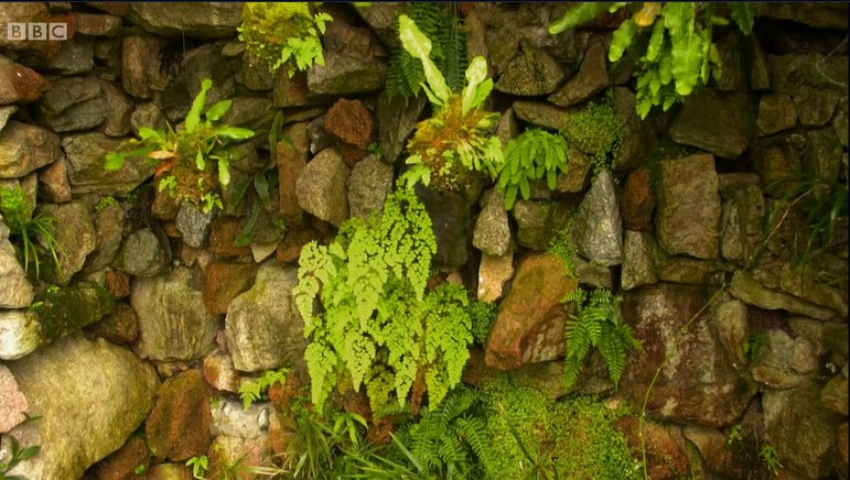 Kokedama Kokedama