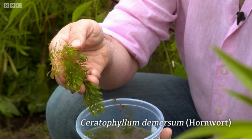Hornwort Hornwort