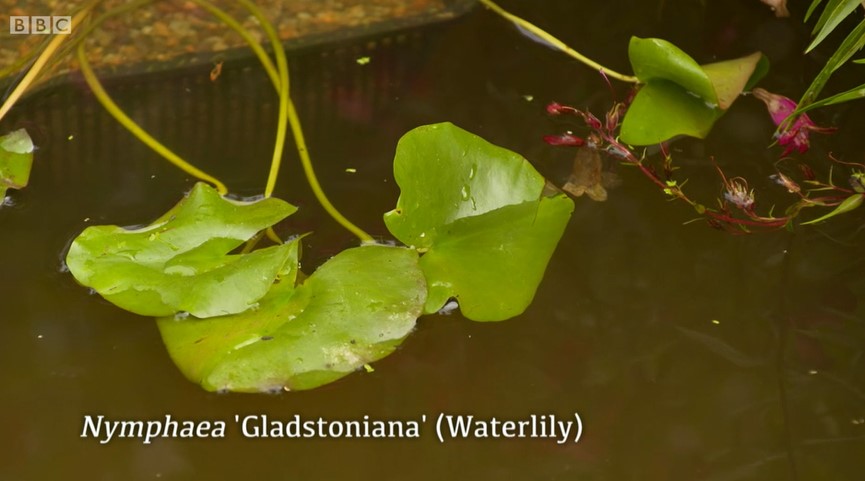 waterlily waterlily