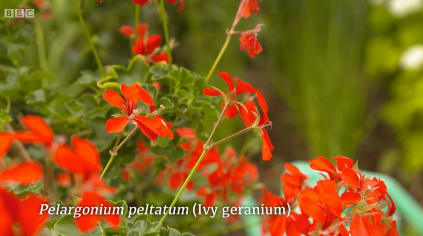 Ivy Geranium Ivy Geranium