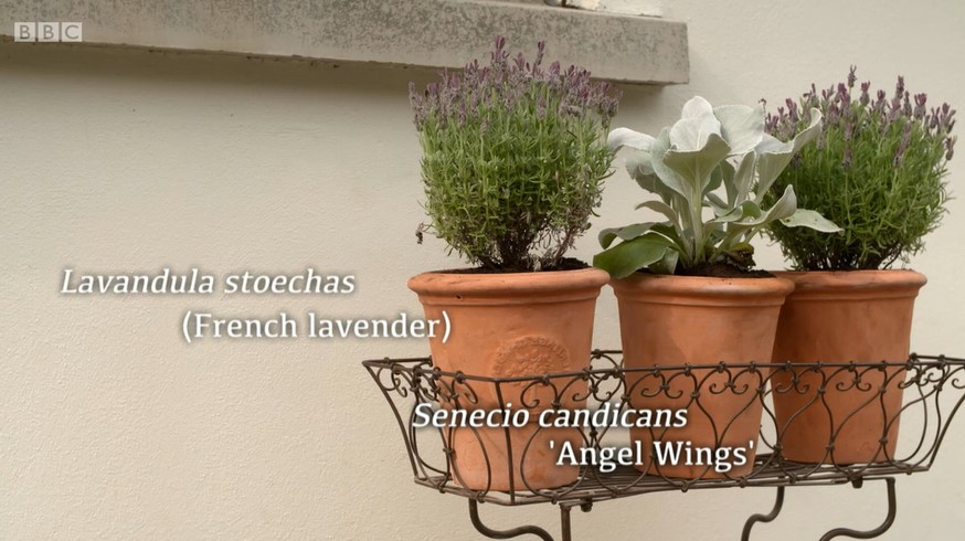 French Lavender and Senecio Candicans 'Angel Wings' French Lavender and Senecio Candicans 'Angel Wings'