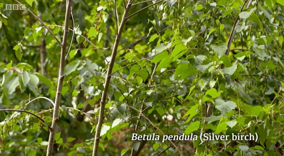 Silver Birch Silver Birch