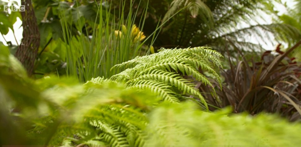 ferns ferns