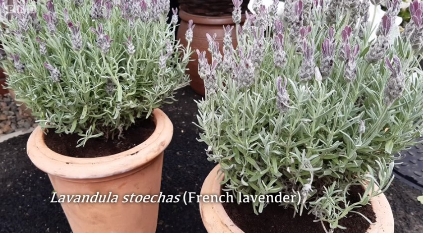 Lavender Lavender