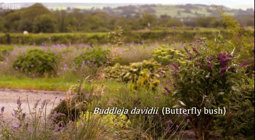 Butterfly Bush Butterfly Bush