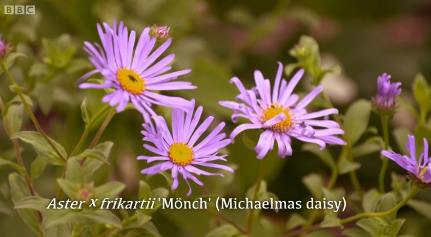 Michaelmas Daisy Michaelmas Daisy