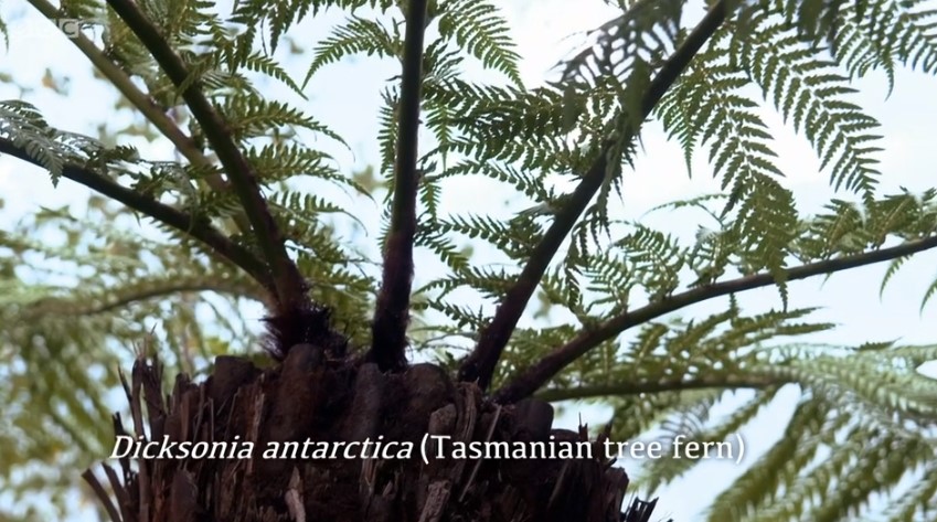 Dicksonia Antartctica Tasmanian Tree Fern Dicksonia Antartctica Tasmanian Tree Fern