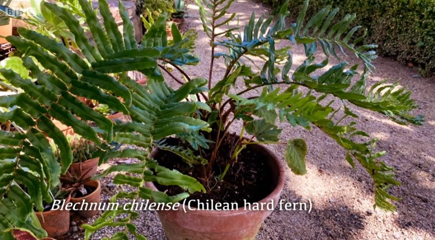 Blechnum Chilense Chilean Hard Fern Blechnum Chilense Chilean Hard Fern
