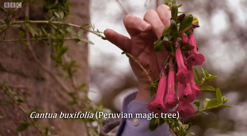 Peruvian Magic Tree Peruvian Magic Tree