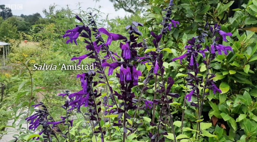 Salvia 'Amistad' Salvia 'Amistad'