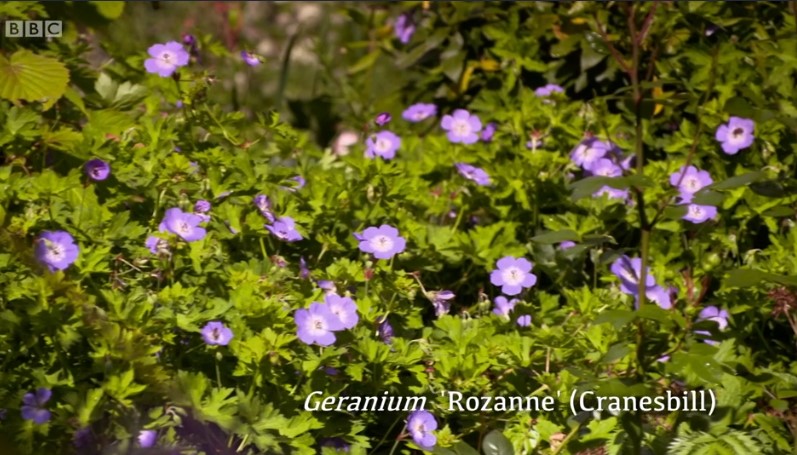 Herbaceous Geraniums Herbaceous Geraniums