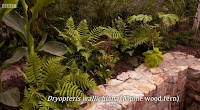 Wood Fern Wood Fern