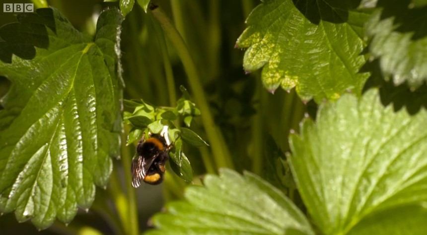 bee bee