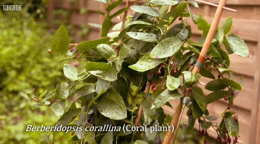 Coral plant Coral plant