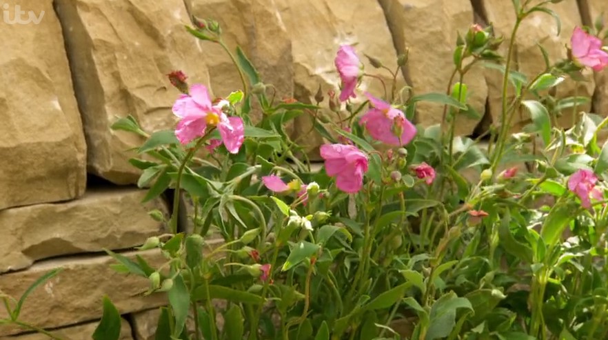Cistus Cistus