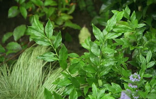 Dogwood, Lavender, Rosemary and Sarcococca, the Christmas Box Dogwood, Lavender, Rosemary and Sarcococca, the Christmas Box
