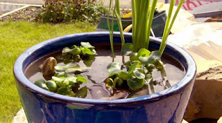 Pond Pond