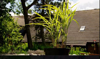 Porcupine Grass Porcupine Grass