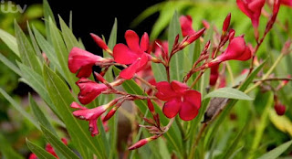 Oleander Oleander