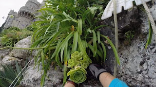 Aeonium Balsamiferum